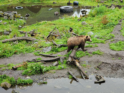 Sitka Fortress of the Bear wildlife rescue tour